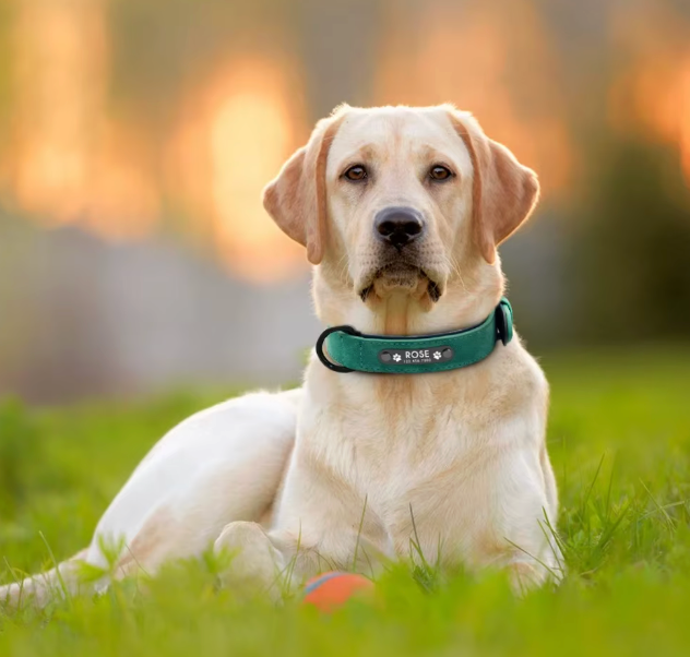 Personalized Engraved Dog Collar with Custom Name Plate